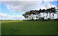 A Stand of Pines near Draycott