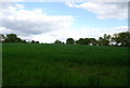 Wheat field near Billingshurst (2)