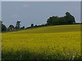 Field of oilseed rape