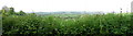 Landscape view showing great hedge in full bloom