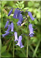 Bluebells (Hyacinthoides non-scripta (L.))