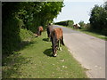 Heathfield, ponies