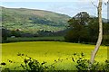 North of Coed Cefn