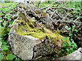 Mossy logs 3