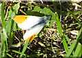 SO5924 : Male orange tip butterfly by Pauline E