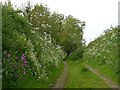 Green lane near Holbrook Farm