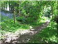 Footpath junction on bridleway in Divan Wood