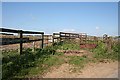 Cattle Pens