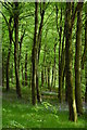 Bluebells in the Forest of Dean