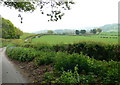 Country lane near between Derwen and Nantclwyd