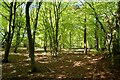 In The Beech Woods