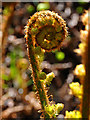 Woodland Fern