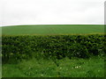 Hedgerow and Field