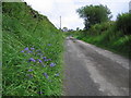 Bluebells in the verge