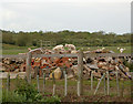 Lambs on rubble, Stockton