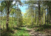 SJ8339 : Woodland track in Hanchurch Hills by Simon Huguet