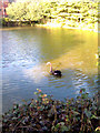 TL2862 : Swan on Papworth Hospital Lake by Geographer