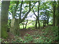 Trig point at 141m in Dog Wood