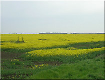 TA1356 : Crop Field near Lissett Bridge by JThomas
