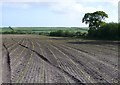 Cropland at West Fossil farm