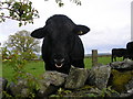 Bull at Upper Blainslie