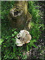 Large bracket fungus