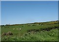 Grazing land west of the Four Crosses lane