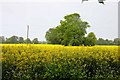 Field of rape near East Hendred