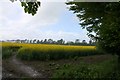 Rape field near the Downs