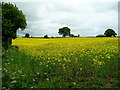 Arable land at Llancloudy