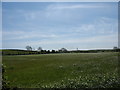 A field of cultivated grass at Bodewryd