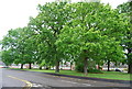 Trees, Bishops Oak Drive