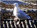 A Herring Gull at Montrose