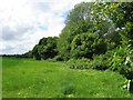 The Hedge along the Canal Towpath on the Wendover Arm