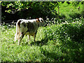 Old English cattle beside the path