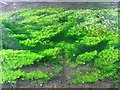 Water Starwort in the Wendover Arm of the Grand Union Canal