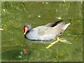 A Moorhen on the Wendover Arm of the Grand Union Canal