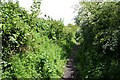 Bridleway near Audlem