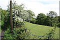 Stream valley near Audlem