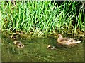 A Mallard Duck and Ducklings on the Wendover Arm