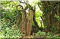 Old railway fence, Banbridge