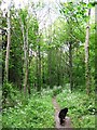 A  stand of young ash trees in Cobblers Pits, Aston Clinton