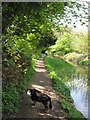 SP8810 : Wendover Arm; The towpath approaches Harelane Bridge by Chris Reynolds