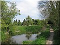 Wendover Arm: Fewer trees mean more reeds