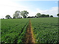 Footpath to Marden Thorn