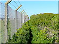 Footpath and fence