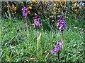 S5856 : Orchids and Furze by kevin higgins