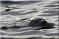 NJ2172 : Bull seal off Halliman Skerry by Des Colhoun