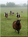 Ewes and lambs, Greendown