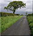 Farm road to Blaencwm.